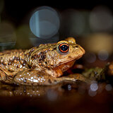 Amphibians